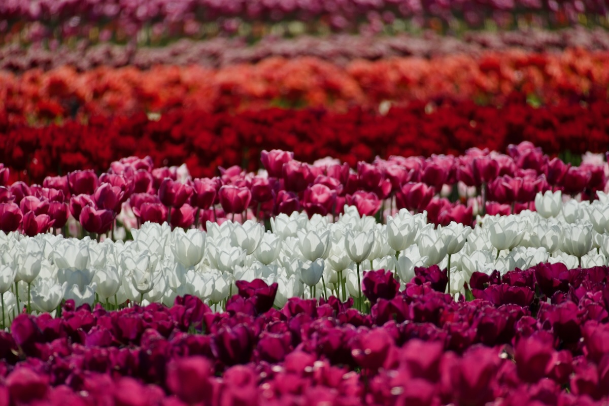 POTD April - 1_a 4.jpeg
