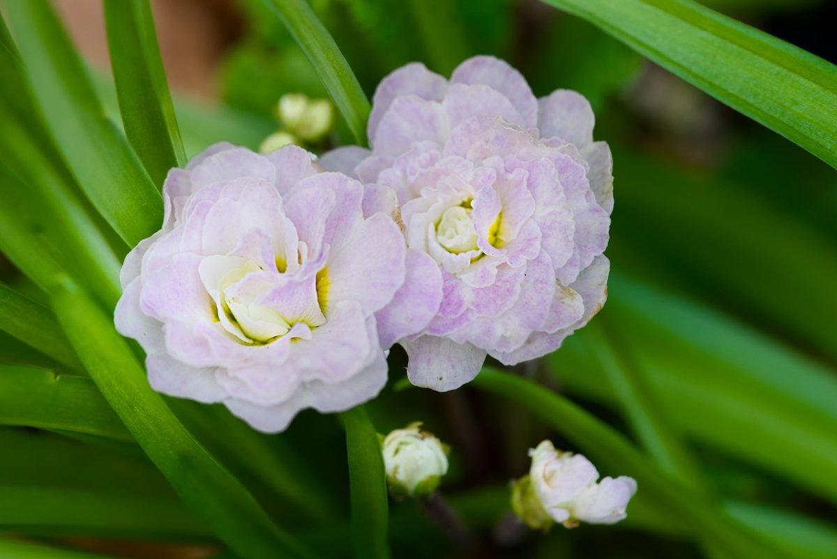 POTD April - 1_a.jpeg