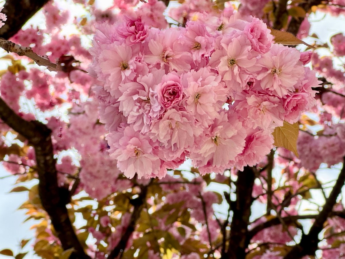 POTD April - 1_a.jpeg