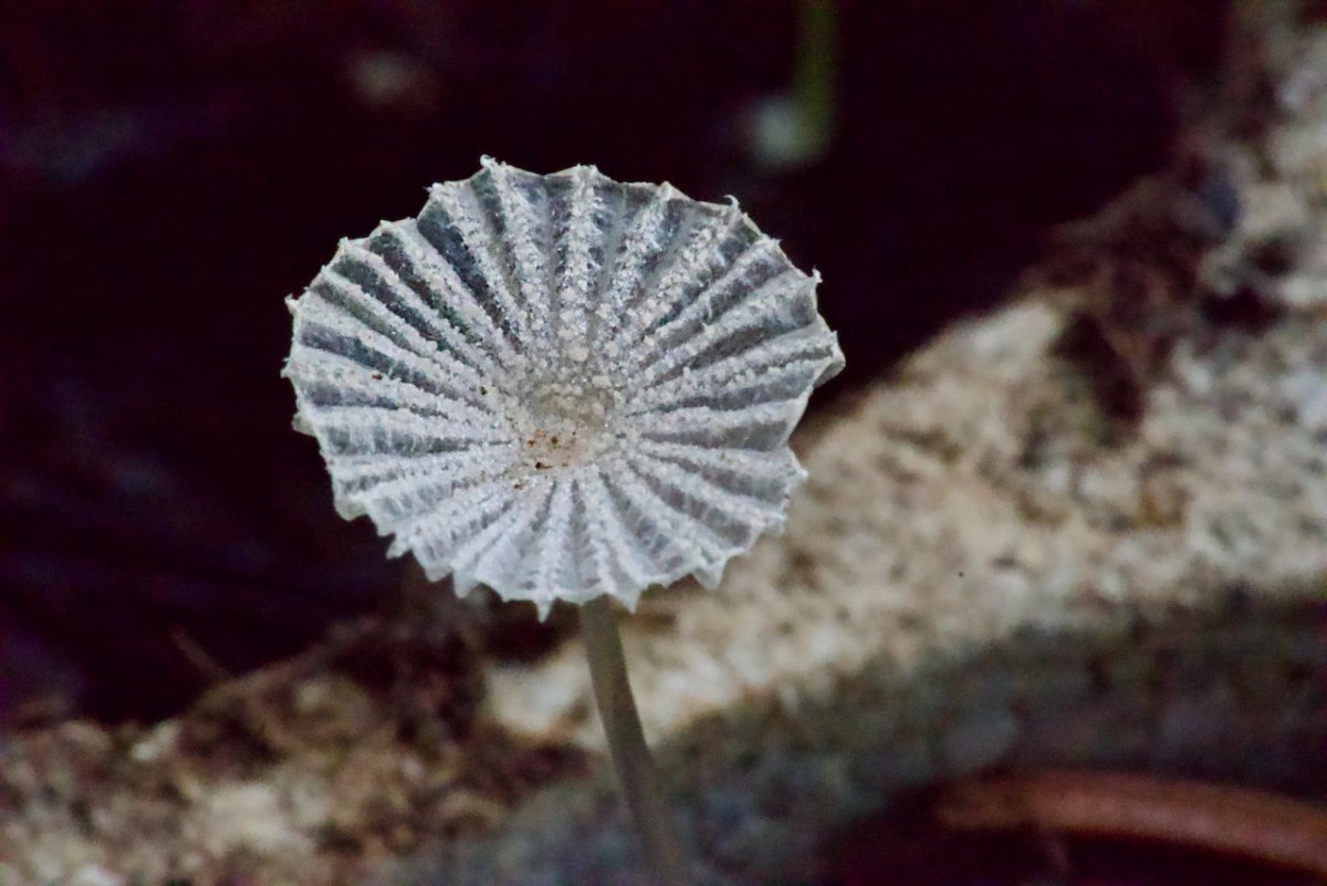 POTD April - 1_a.jpeg