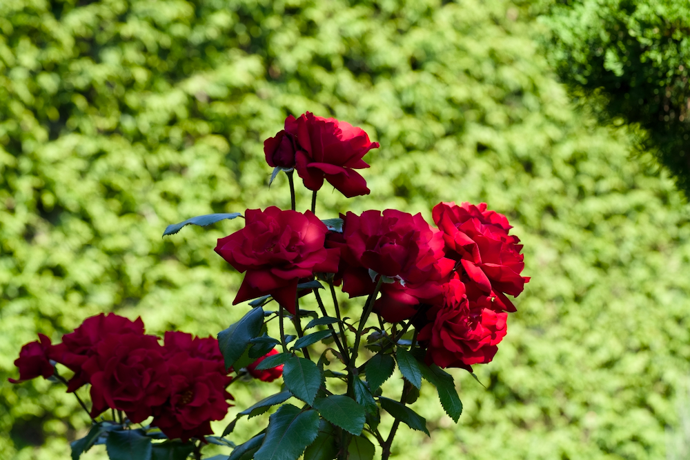 POTD August - 1_a 2.jpeg