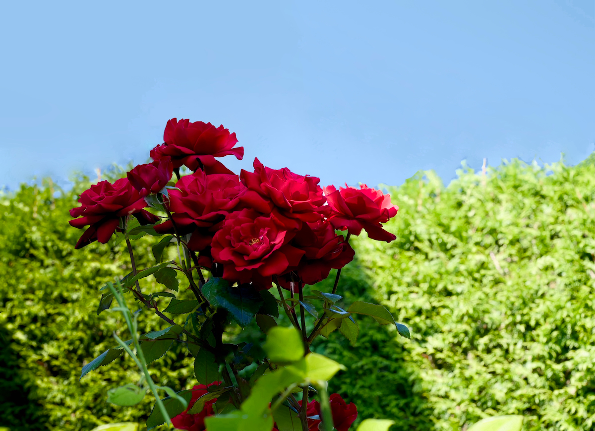 POTD August - 1_a 2.jpeg