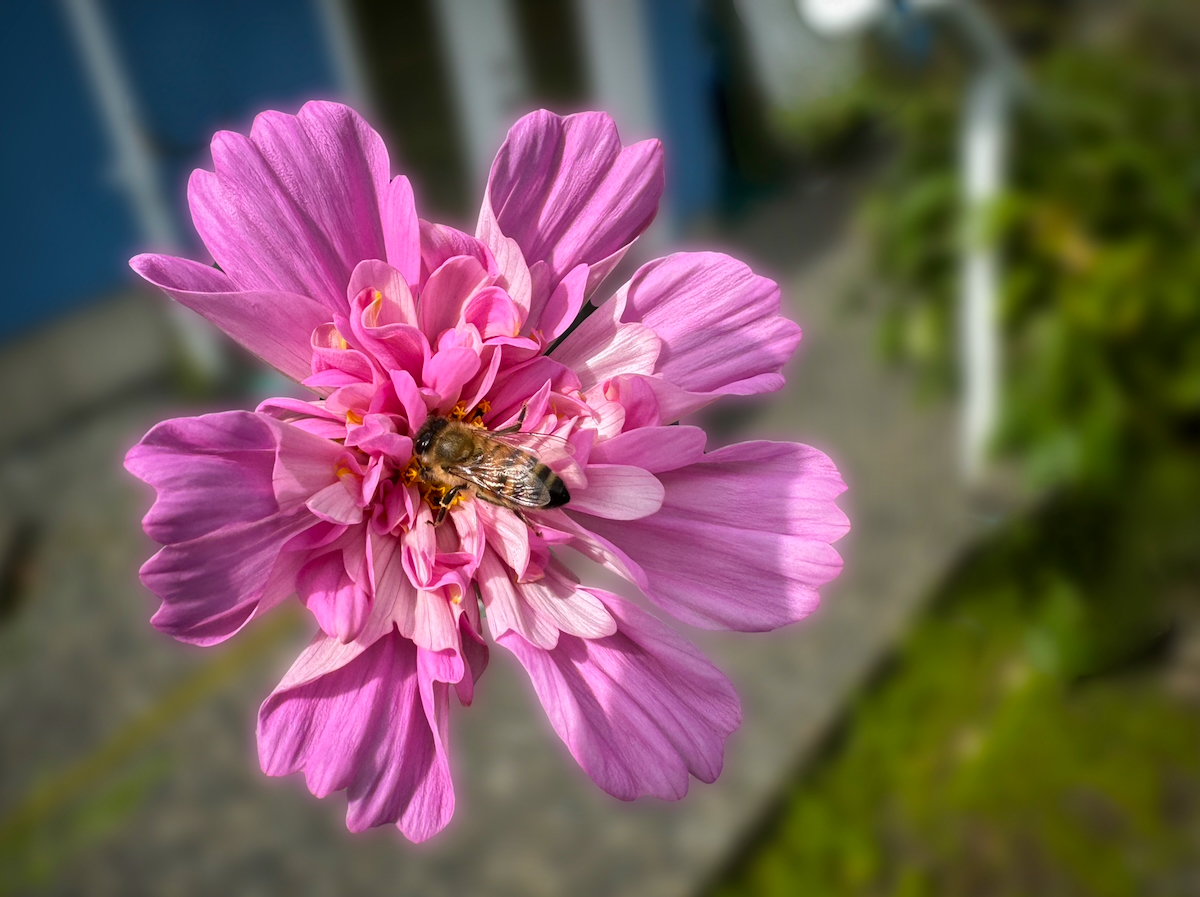 POTD August - 1_a.jpeg
