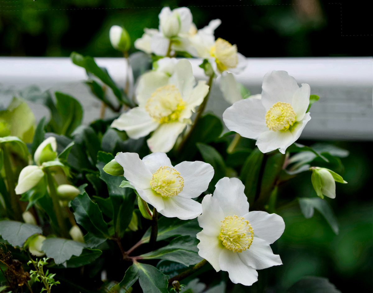 POTD December - 1_a.jpeg