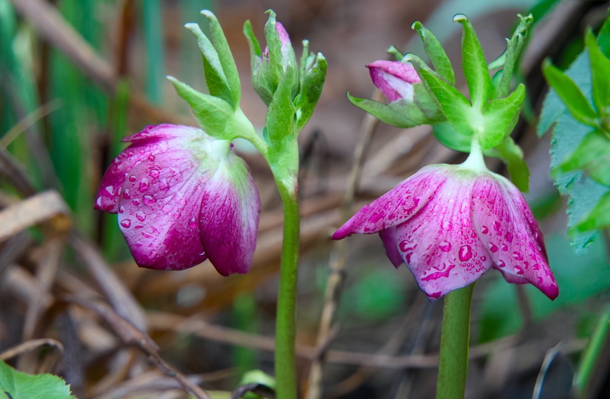 POTD February - 1_a.jpeg