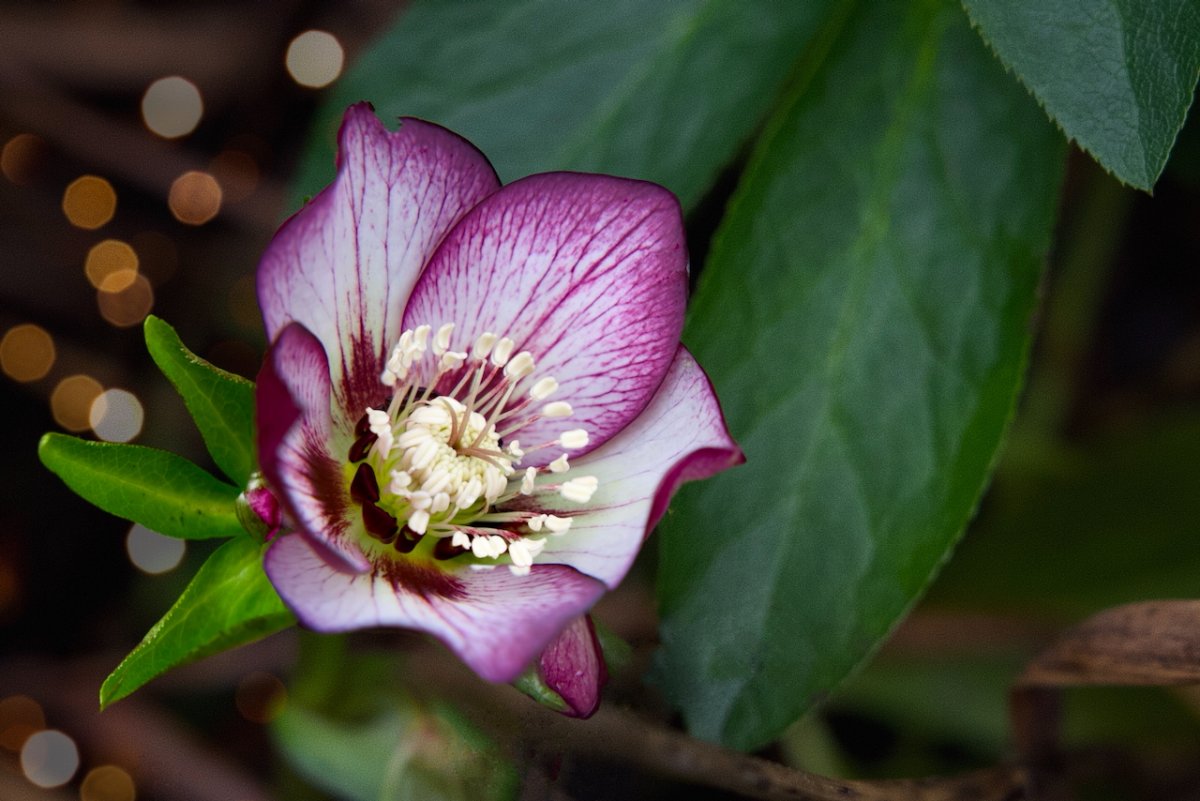 POTD February - 1_a.jpeg