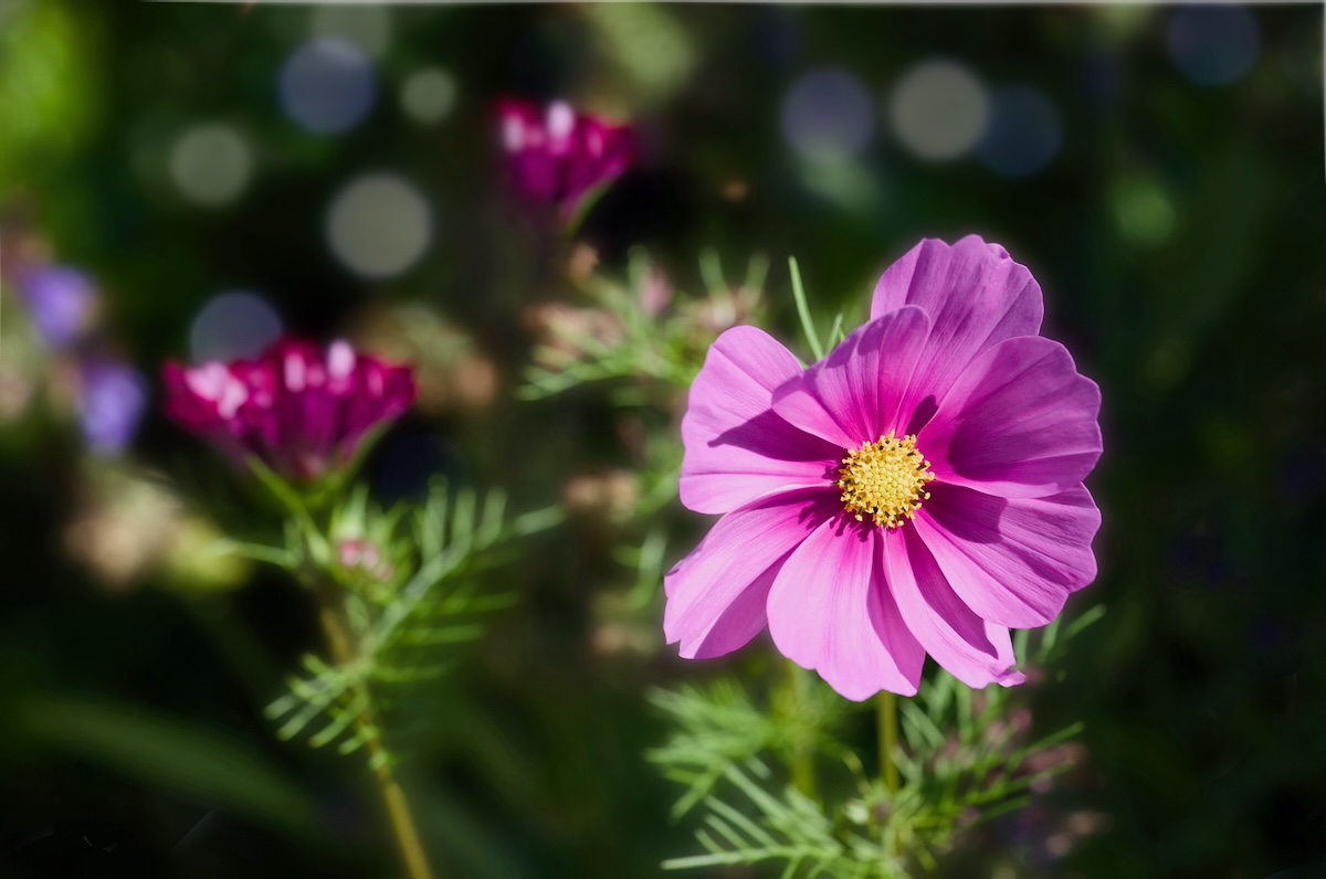 POTD July - 1 (1)_a.jpeg