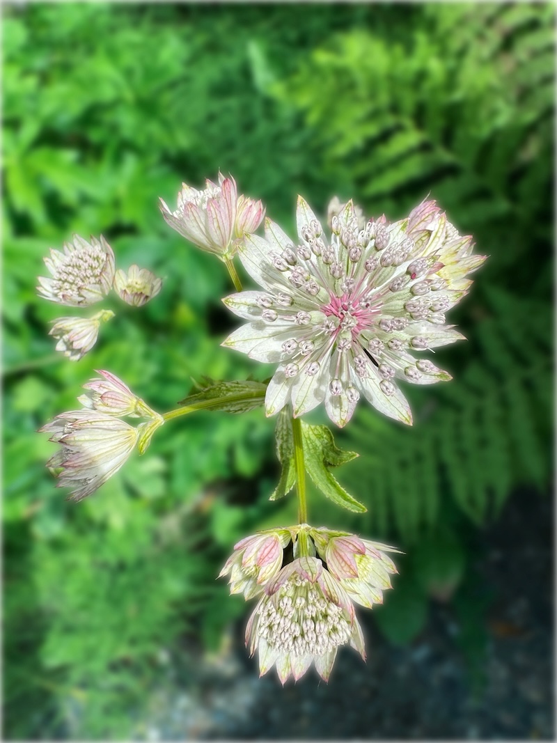 POTD July - 1_a.jpeg