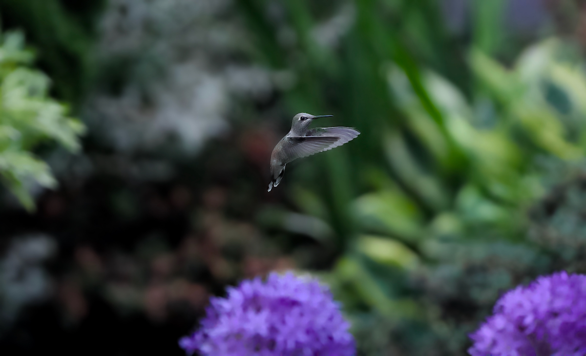 POTD June - 1_a 2.jpeg
