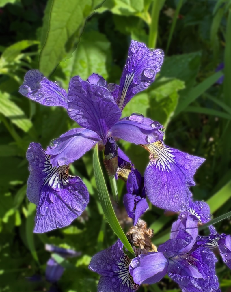 POTD June - 1_a.jpeg