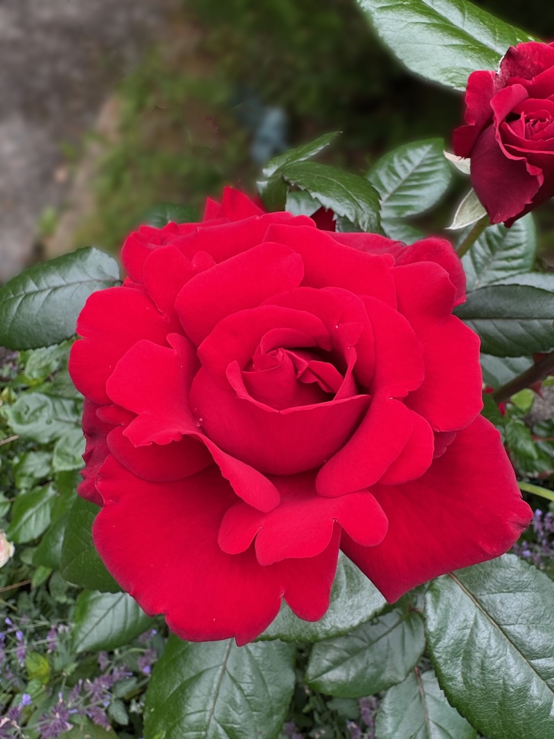 POTD June - 1_a.jpeg