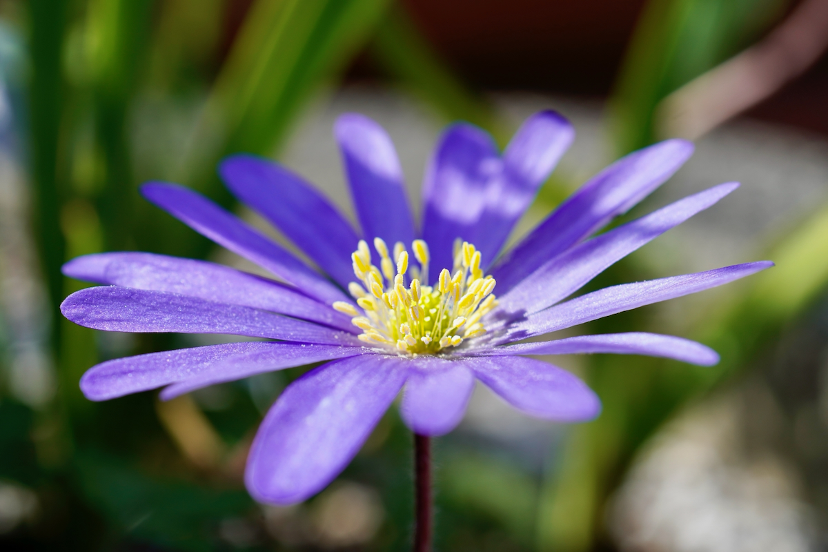 POTD May - 1_a 2.jpeg