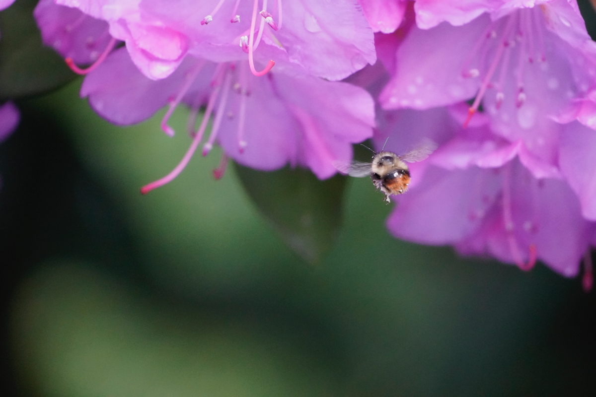 POTD May - 1_a 4.jpeg