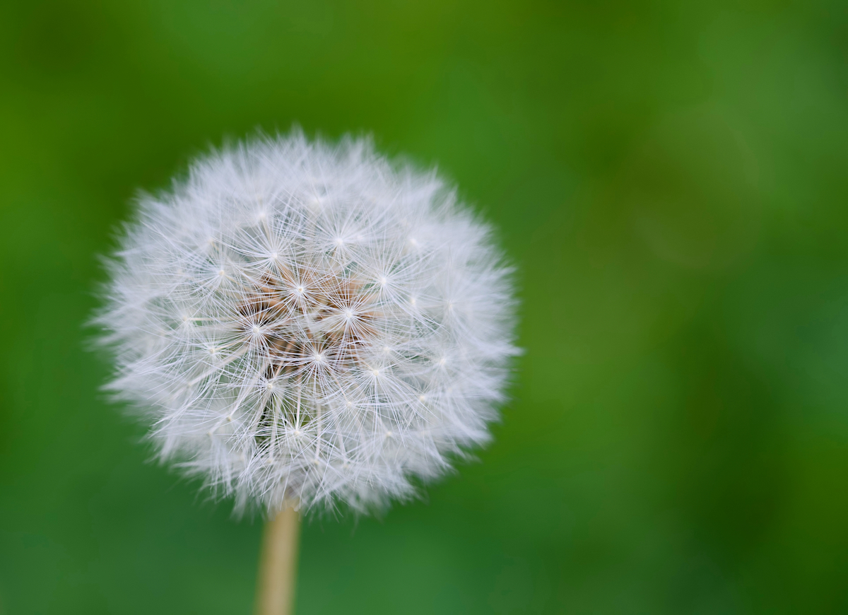 POTD May - a.jpeg