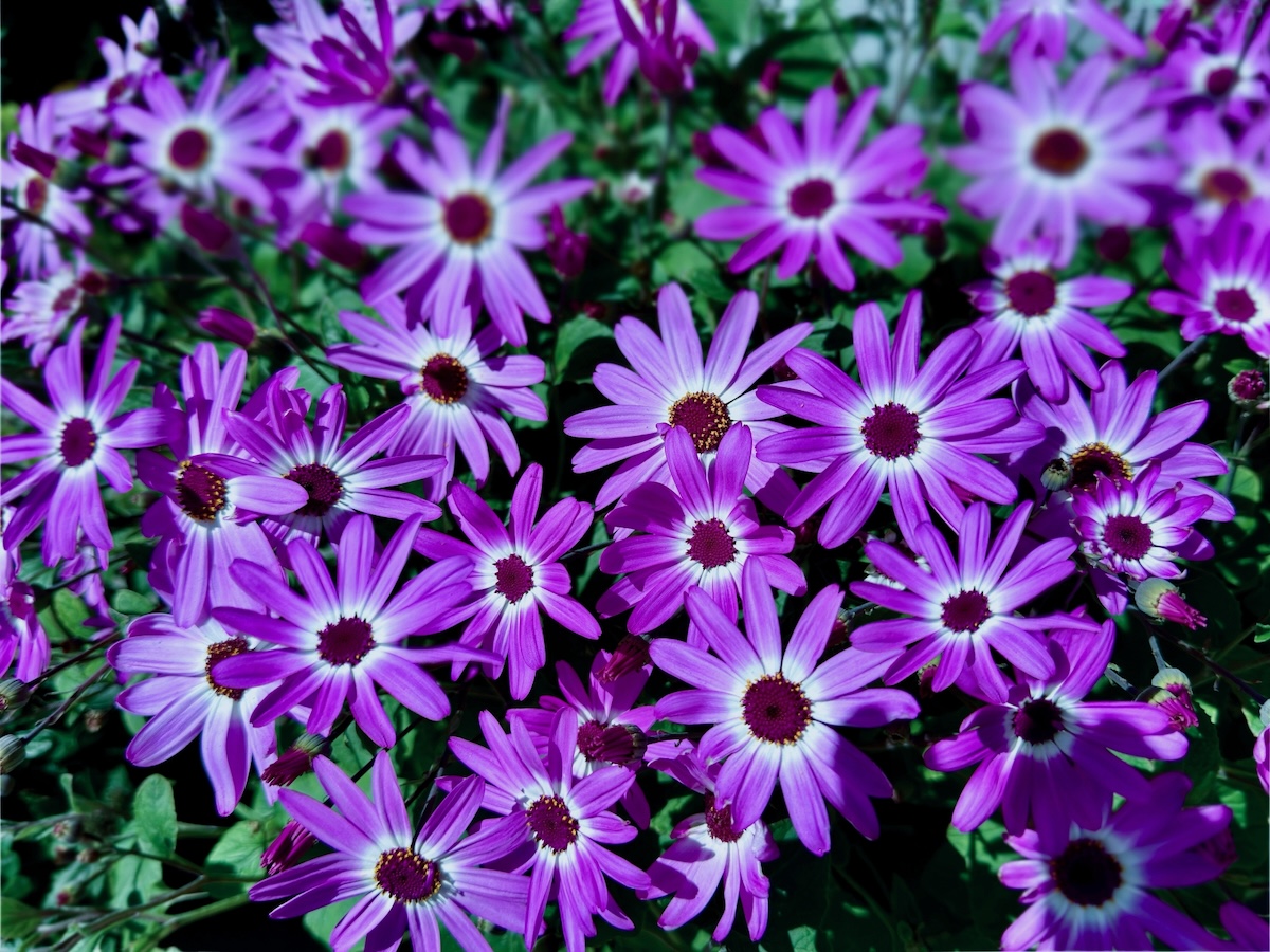 POTD May_a .jpeg