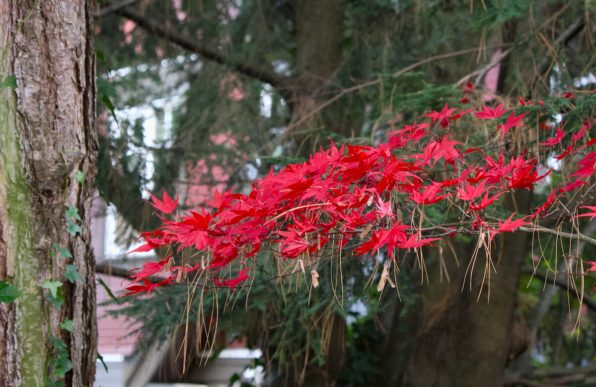 POTD November - 1_a 2.jpeg