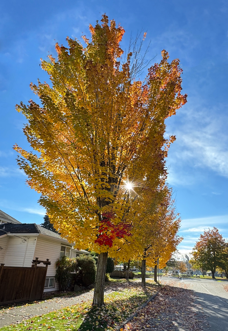 POTD November - 1_a.jpeg