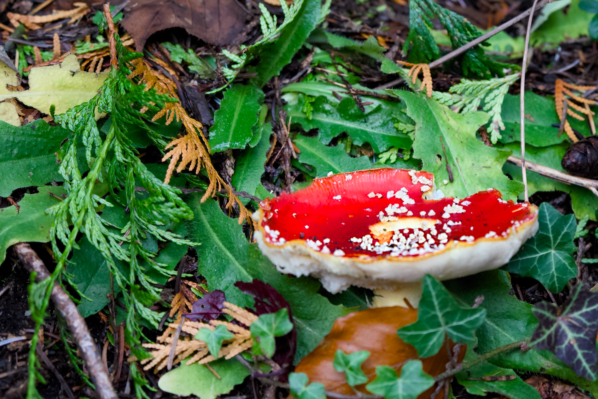 POTD November - 1_a.jpeg