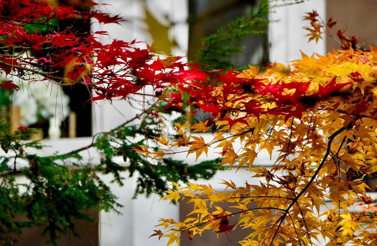 POTD November - 1_a.jpeg