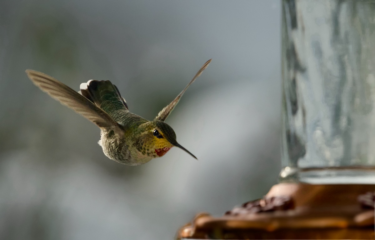 POTD November _a.jpeg