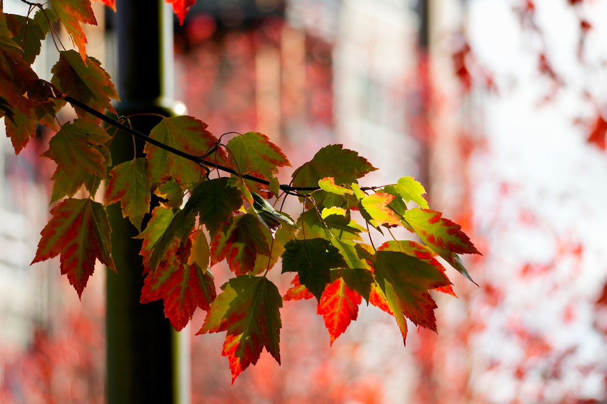 POTD October - 1_a.jpeg