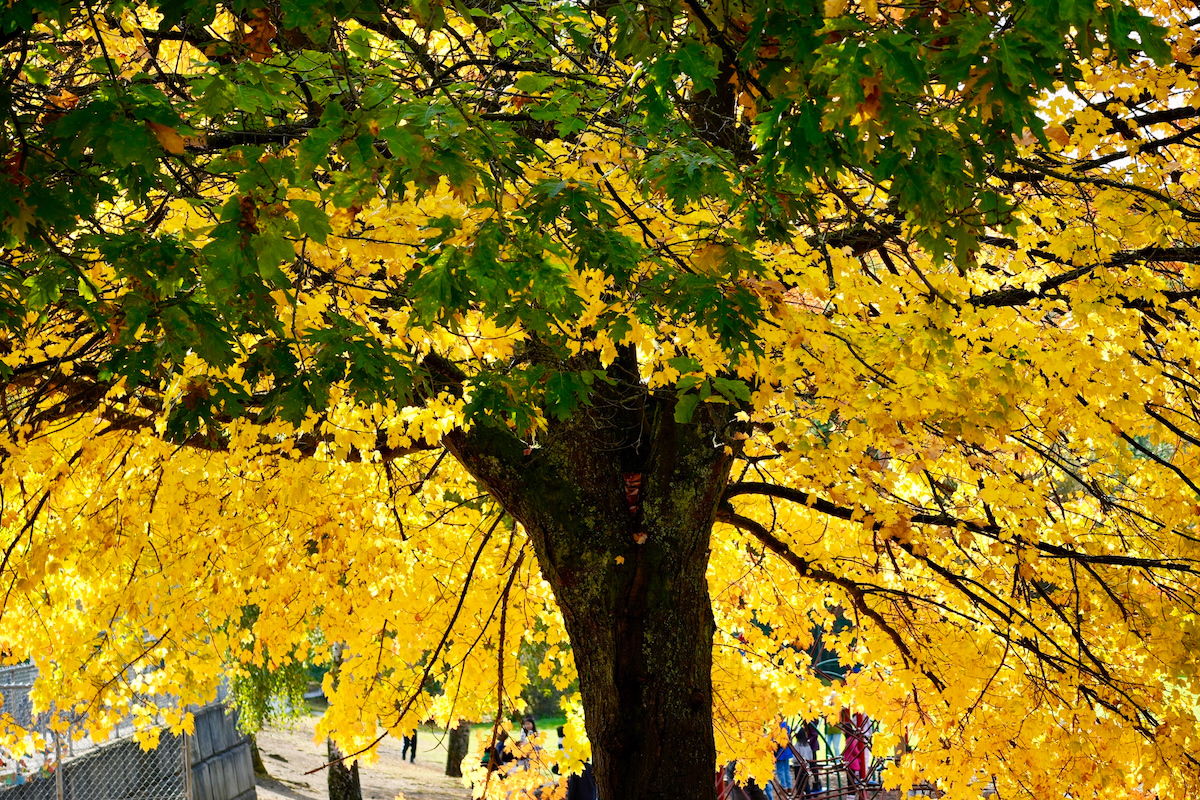 POTD October - 1_a.jpeg
