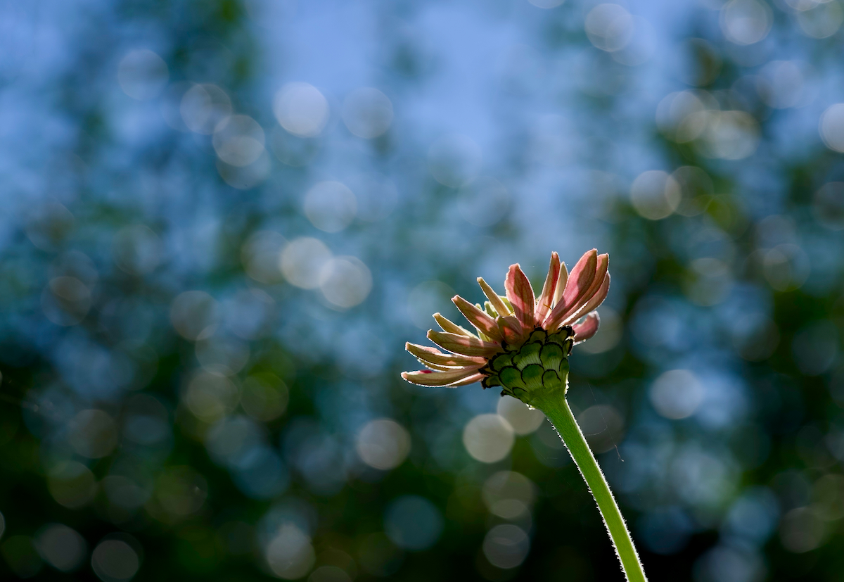 POTD October - 3_a.jpeg