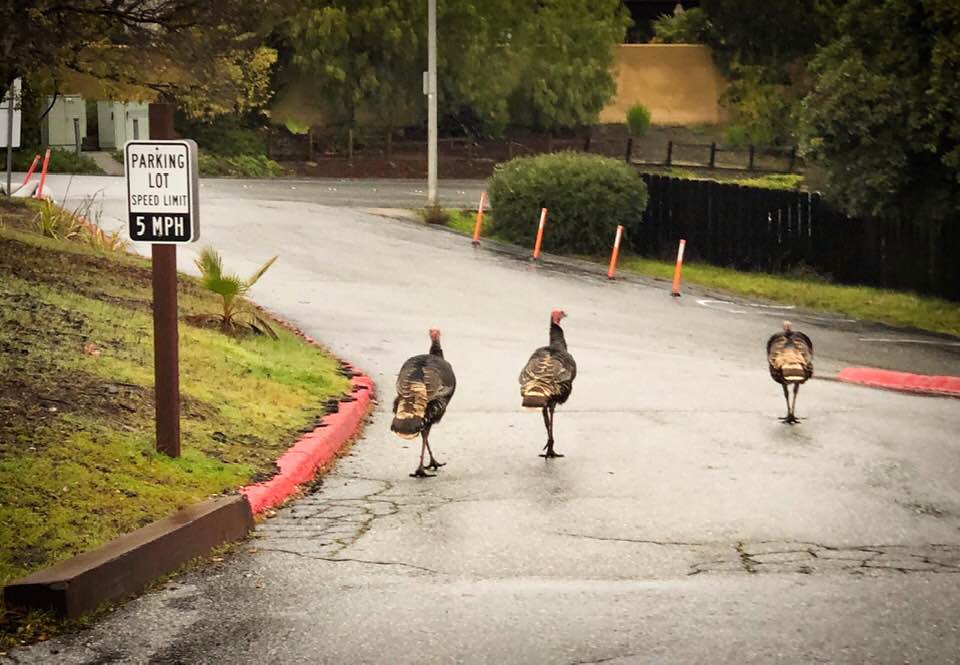 RWC turkeys.jpg