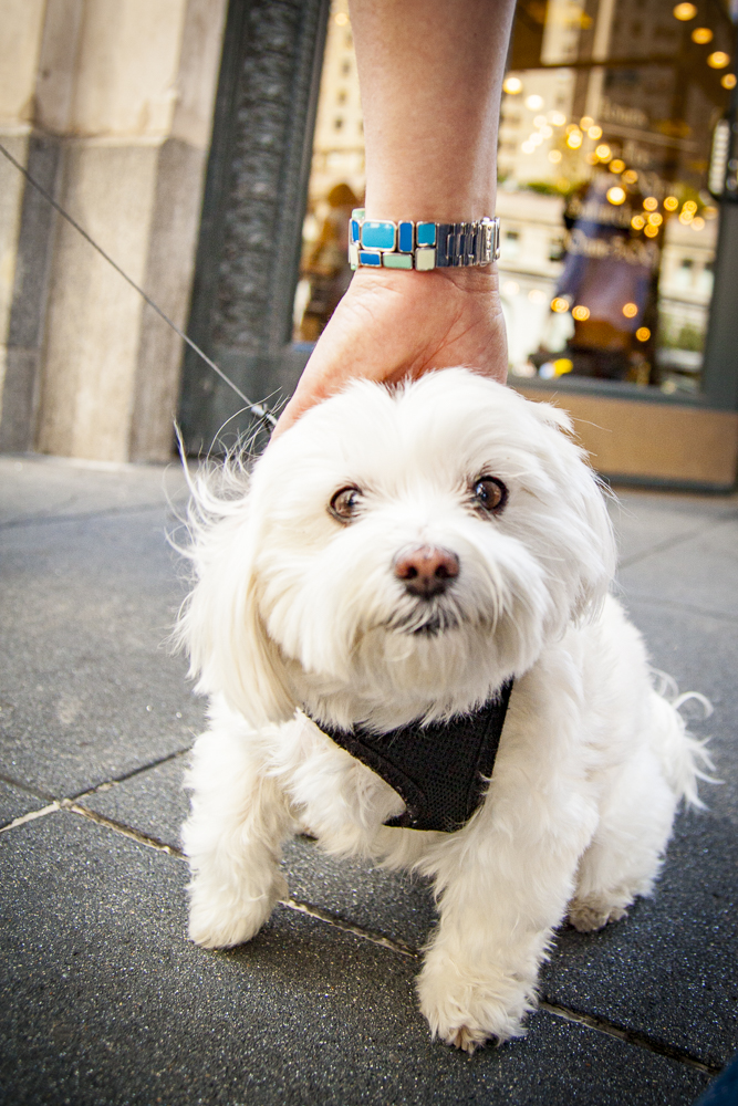 Small white dog up close 9-17-09_.jpg