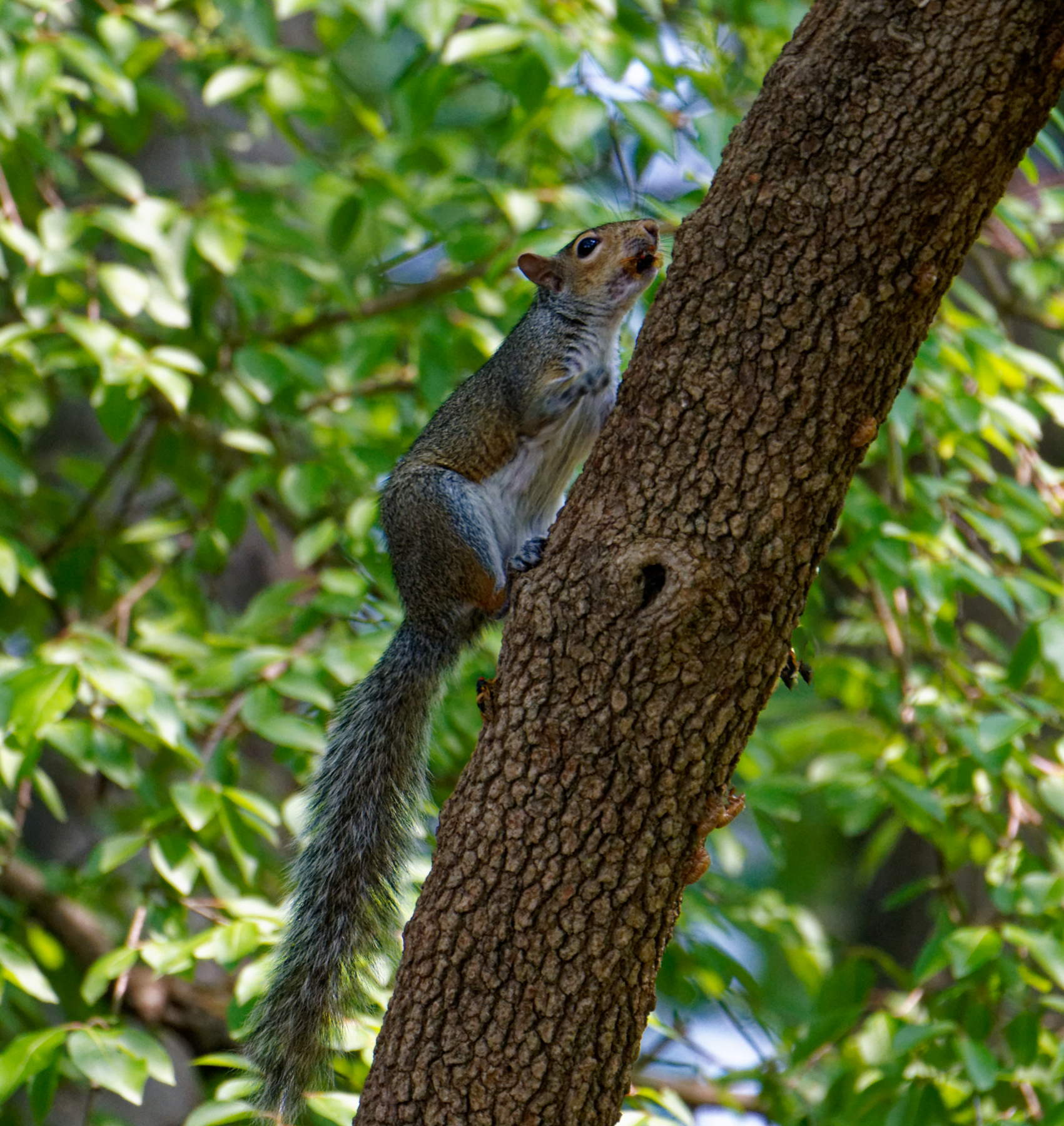 Squirrel With a Mouthful of Crunchy Treat.jpeg