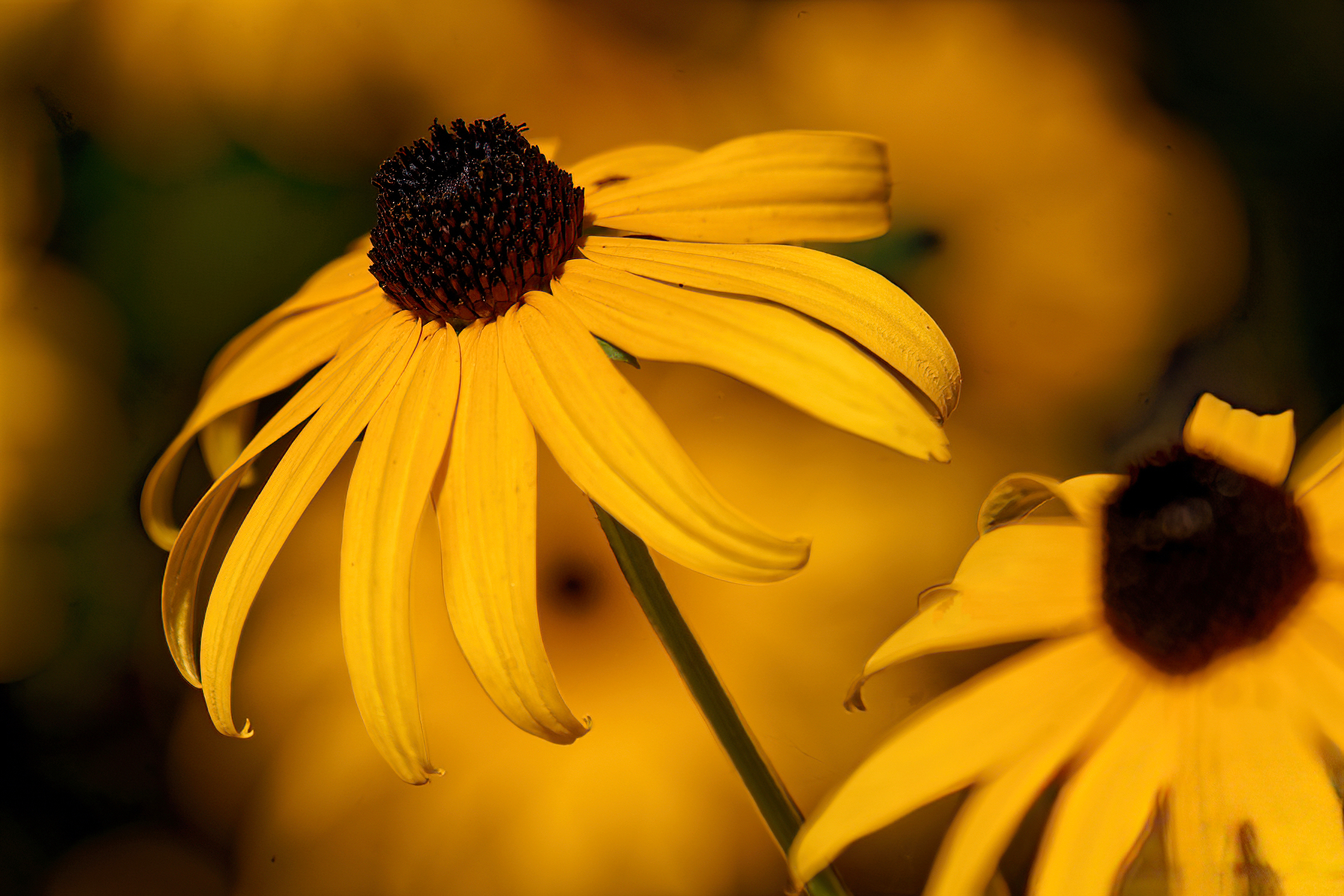 Sunny Yellow Summertime Flowers.jpeg