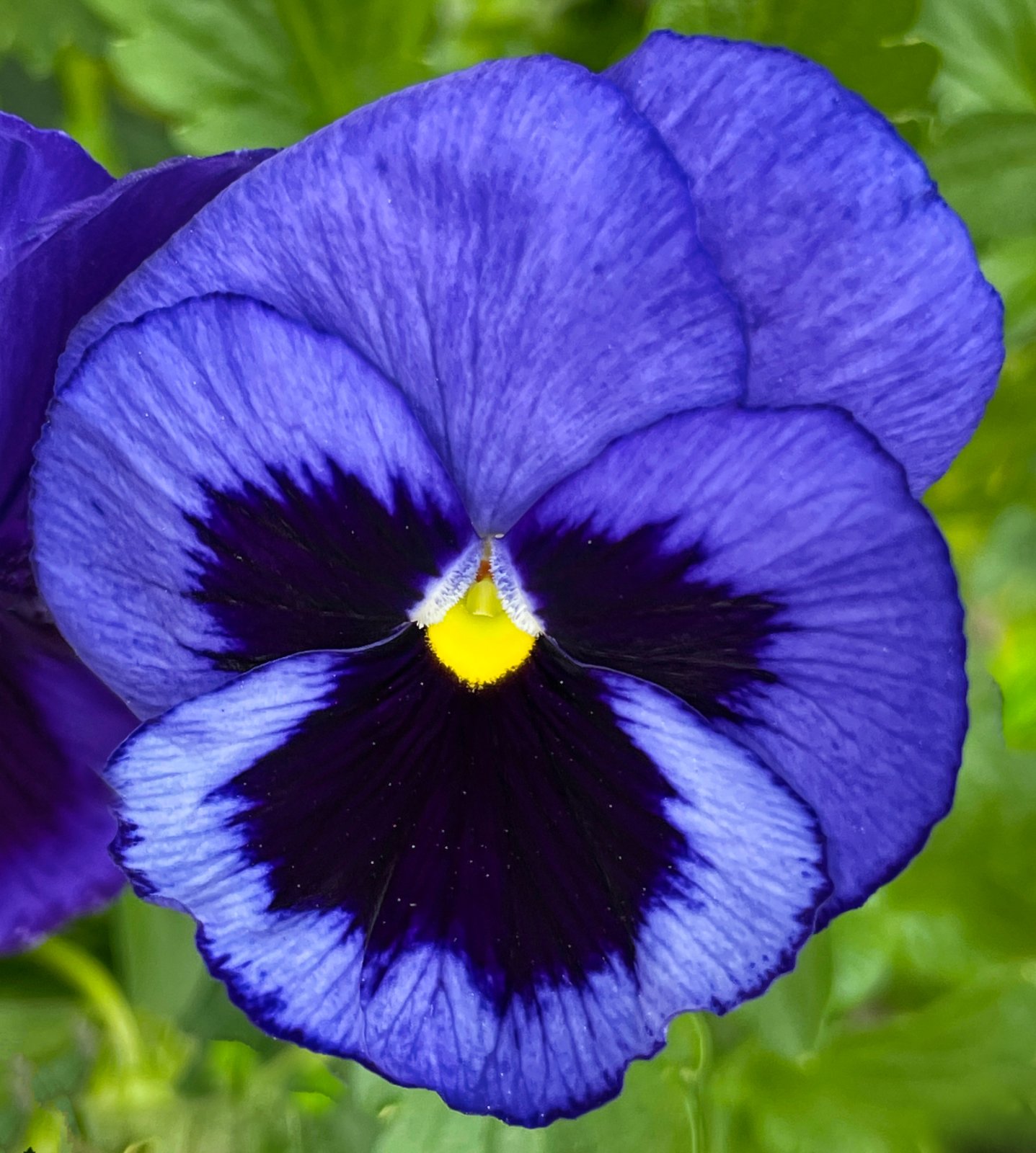 Sweet Pansy Face.jpeg