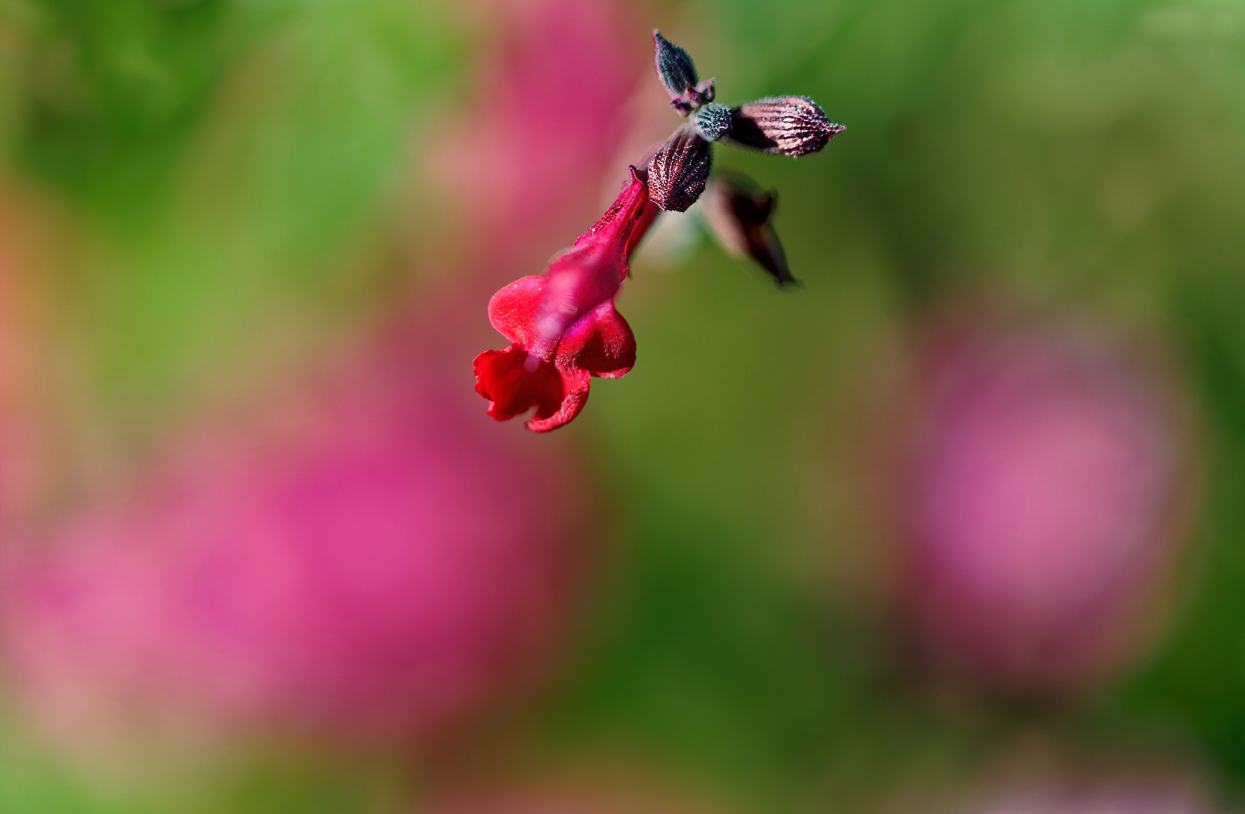 Tiny Pink Flower Seemingly Floating in Air.jpeg