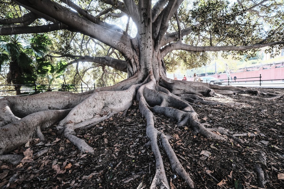 tree Sevilla.jpg