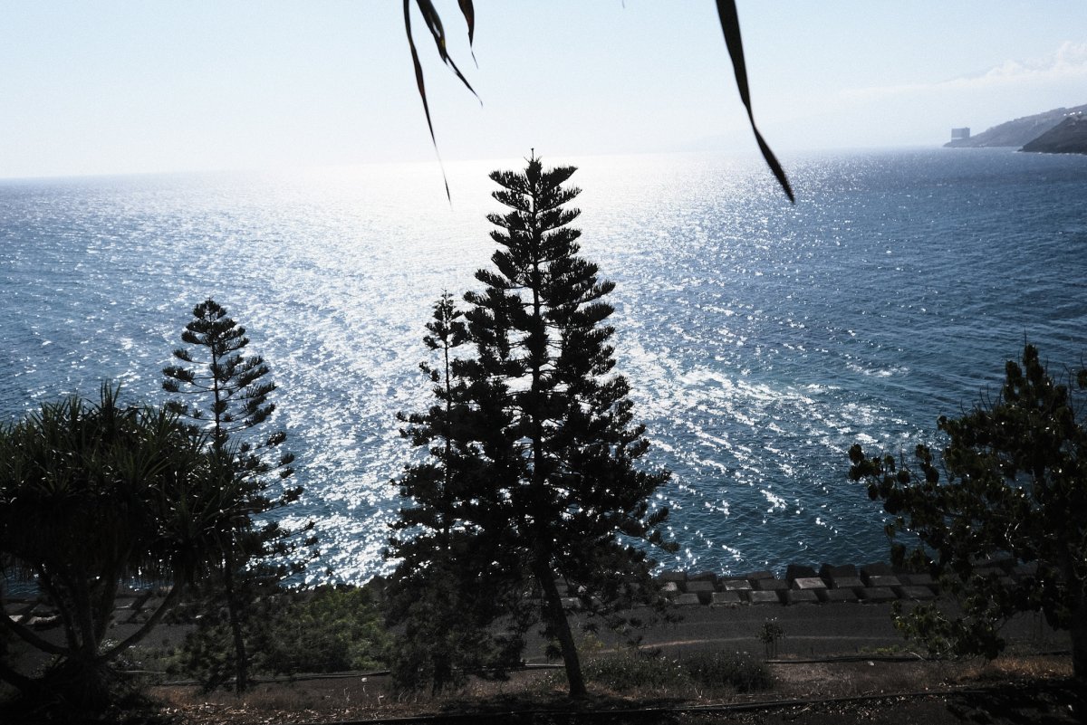 Trees and Atlantic.jpg