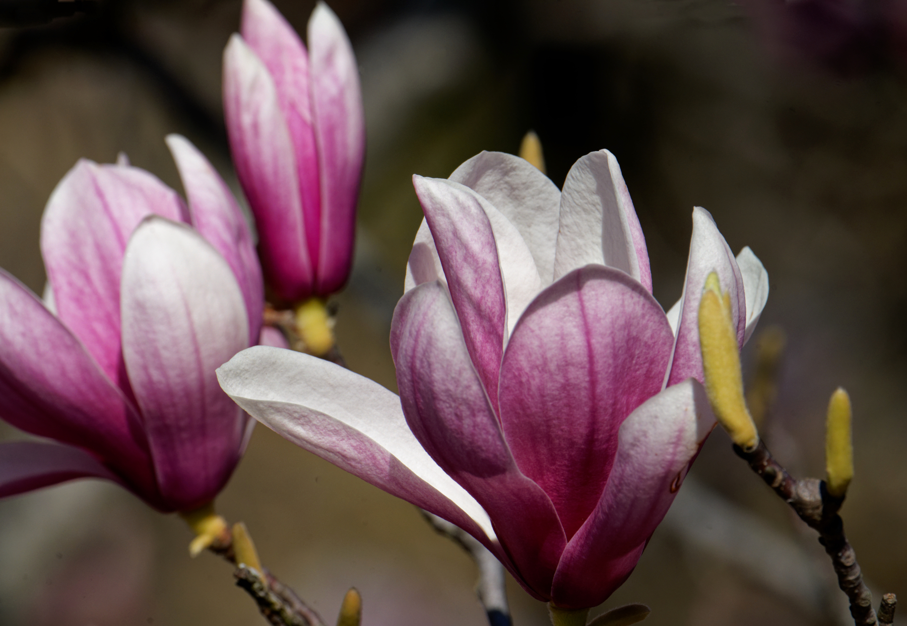 Trio of Tulip Magnolia Blossoms 2.jpeg