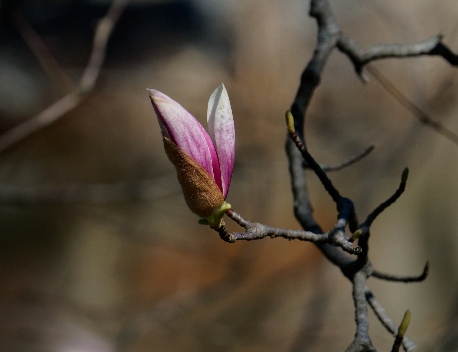 Tulip Magnolia Blossom Beginning to Open.jpeg