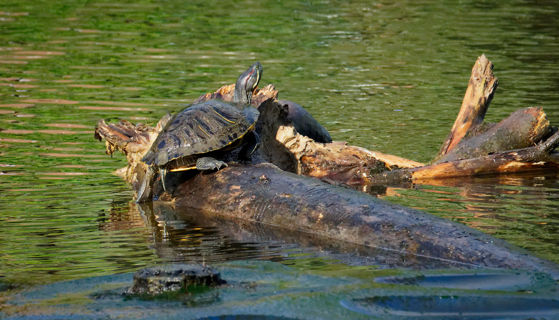 Turtle in the Sunshine.jpeg