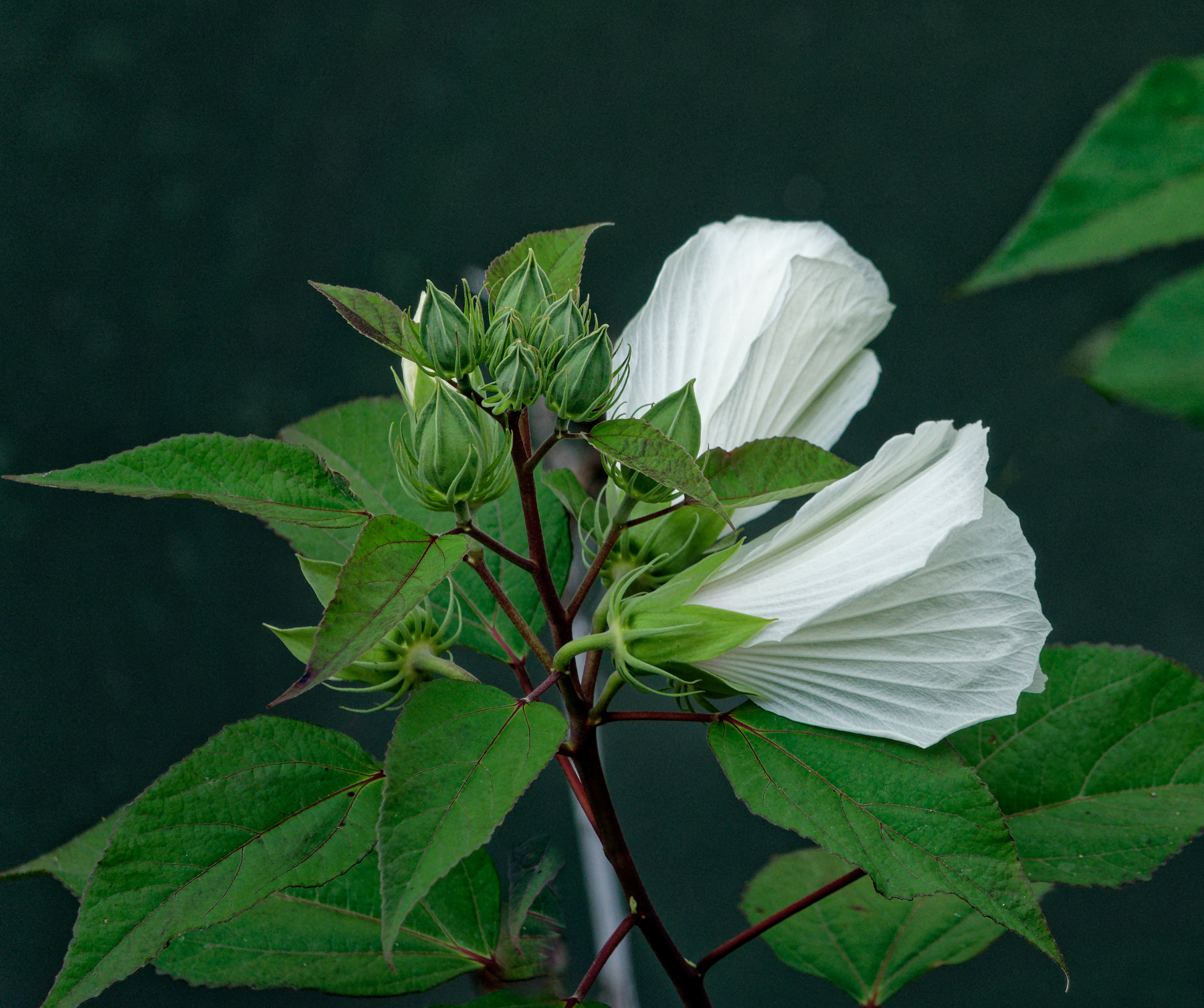 White Aquatic Blossoms and More on the Way.jpeg