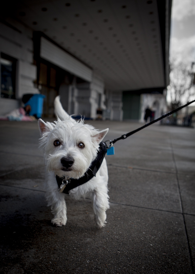 White dog 1-23-10.jpg