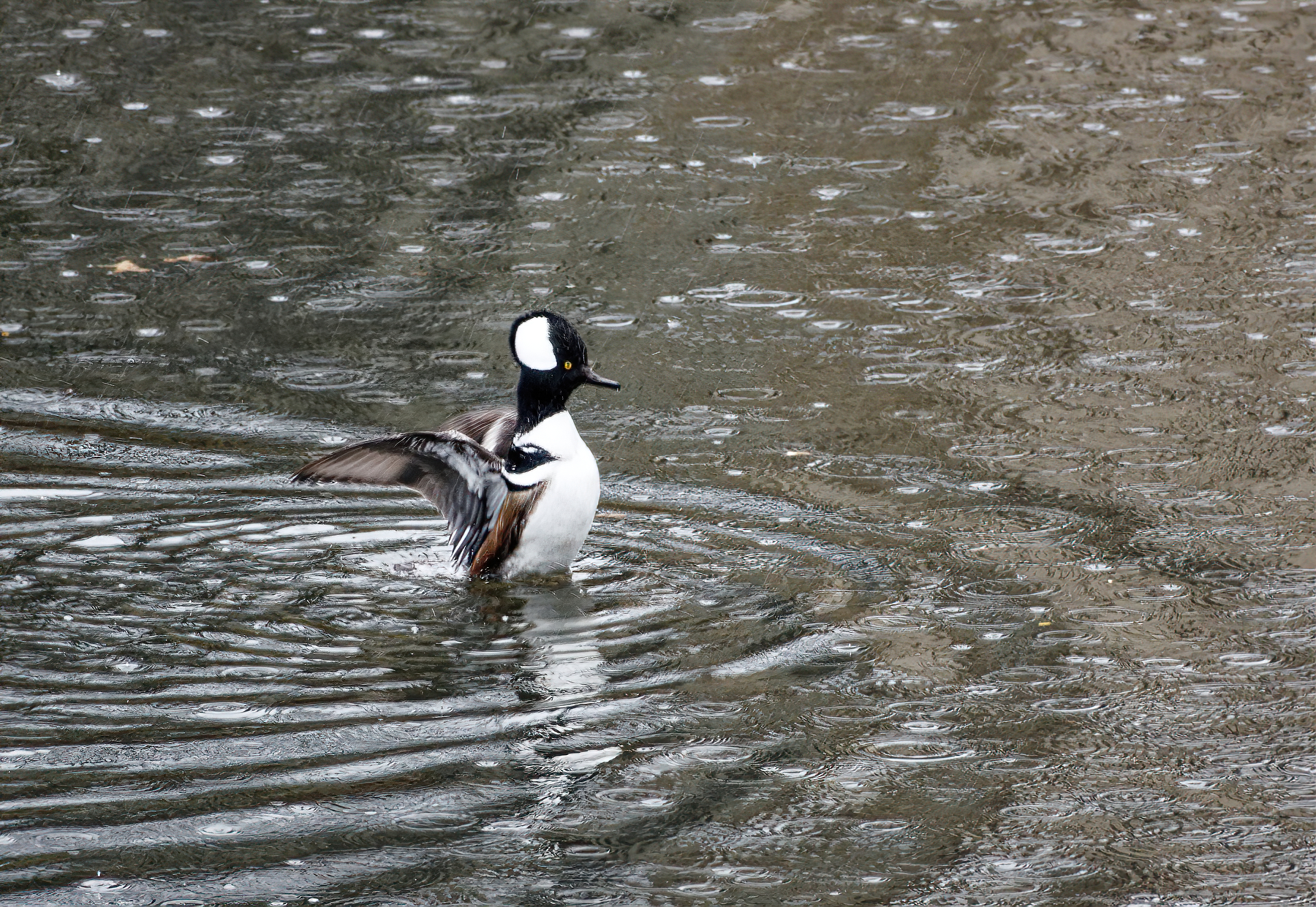 Wing Flapping in the Rain.jpg