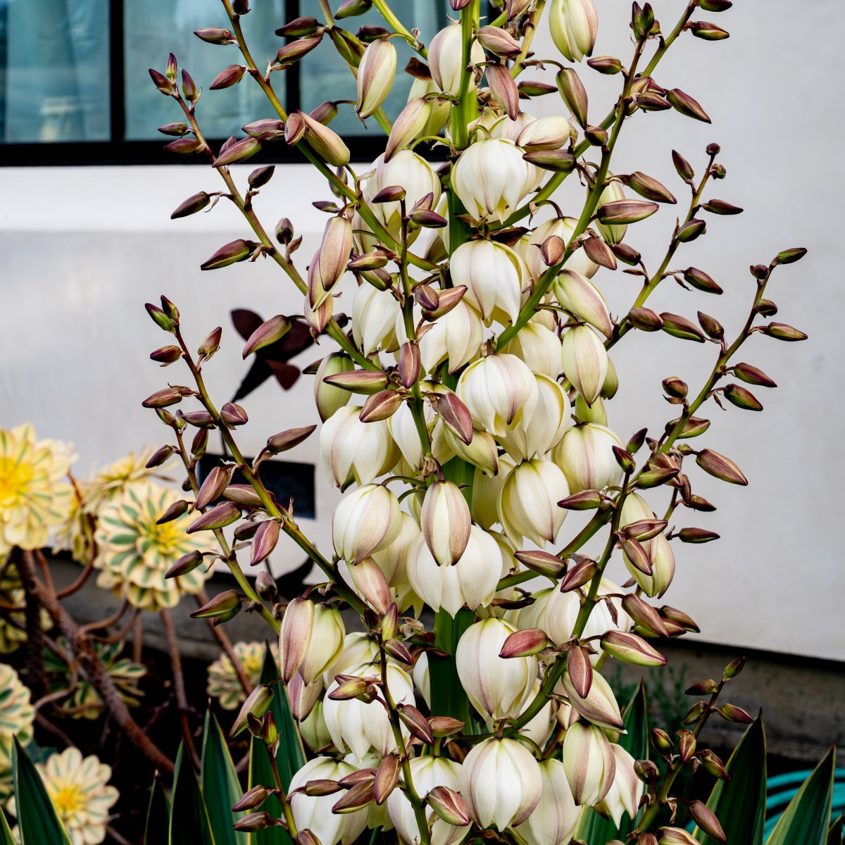 Yucca Gloriosa 2 - detail 11-2-23.jpg